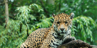 Se recuperan 911 hectáreas invadidas en la Reserva de la Biósfera La Encrucijada, Chiapas