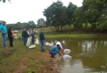 Entrega SEDARPA crías de tilapia a acuacultores de Ozuluama