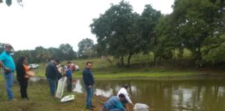 Entrega SEDARPA crías de tilapia a acuacultores de Ozuluama