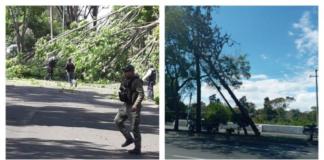 Árboles, domos y techos son afectados por el Frente Frío 41