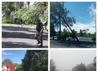 Árboles, domos y techos son afectados por el Frente Frío 41