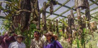 Ampliarán en tierras del narco cobertura de Sembrando Vida