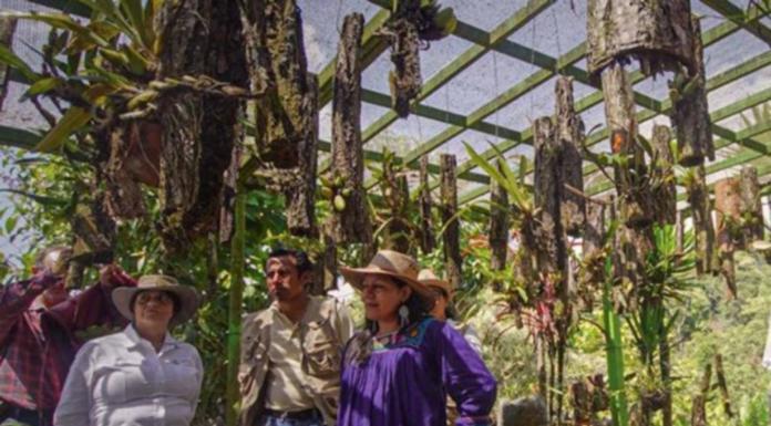 Ampliarán en tierras del narco cobertura de Sembrando Vida