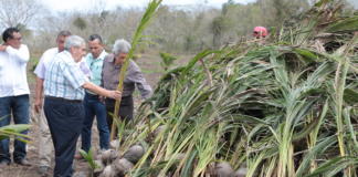 Reciben productores de palma de coco 5 mil plantas certificadas, en Úrsulo Galván