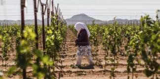 Por hacinamiento, hay 200 mil jornaleros con alto riesgo de contagio