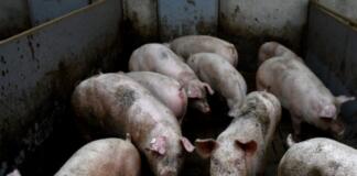 Descubren en China una nueva cepa de la gripe con “potencial pandémico” Descubren en China una nueva cepa de la gripe con “potencial pandémico”