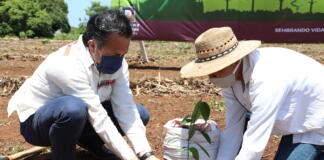 Supervisa gobernador Cuitláhuac García avances de Sembrando Vida, en Acayucan