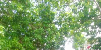 Refuerza Salud de Minatitlán medidas de limpieza en domicilios ante COVID-19