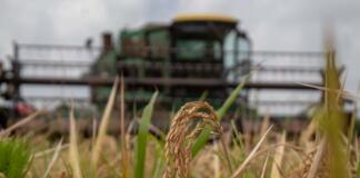 Veracruz será productor de semilla certificada de arroz: SEDARPA