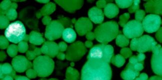 Crean las primeras células humanas trasplantables que producen insulina para tratar diabetes tipo 1