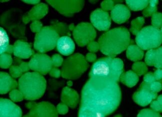 Crean las primeras células humanas trasplantables que producen insulina para tratar diabetes tipo 1