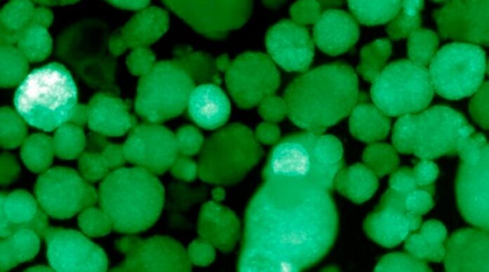 21-08-20-celulas-800x445