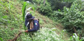 SSP localiza plantío de mariguana en Chiconquiaco