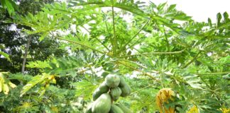 Sumando por la generación de alimentos en Cosoleacaque