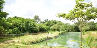 Cirilo Vázquez beneficia acuicultores de las comunidades con represas y alevines