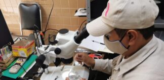 En combate al dengue, se han eliminado más de dos millones de huevecillos del mosco transmisor