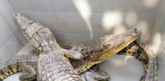 Ayuntamiento de Cosoleacaque reubica a dos cocodrilos Moreletti