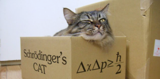 El gato de Shrödinger, mucho más que una simple paradoja