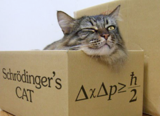 El gato de Shrödinger, mucho más que una simple paradoja