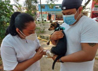 Inicia con éxito la Semana de Vacunación Antirrábica en Minatitlán