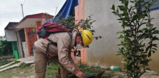 Veracruz, sexto lugar nacional con menos casos de dengue en el inicio de año