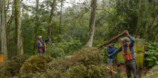 Concluye este viernes campaña «Recicla tu Navidad 2021» en Xalapa