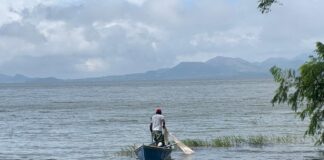 Con esquema de reconversión productiva, promueve SEDARPA desarrollo de viveros y ganadería en Los Tuxtlas