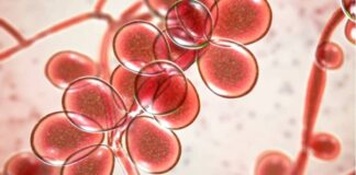 La próxima pandemia podría ser ocasionada por un hongo, no por virus