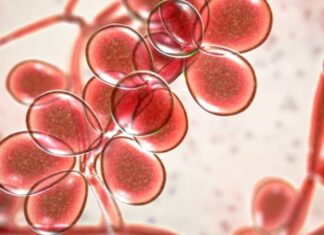 La próxima pandemia podría ser ocasionada por un hongo, no por virus