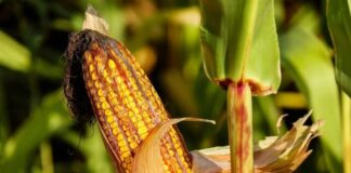 El cambio climático afecta a la seguridad alimentaria mundial