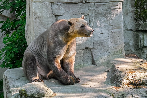 Captive bred Polar bear