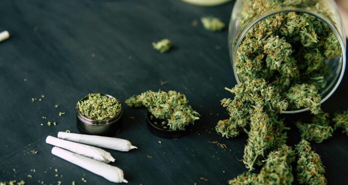 Cannabis