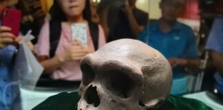 Científicos chinos presentan al hombre dragón, la nueva especie hermana del ‘Homo sapiens’