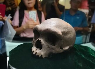 Científicos chinos presentan al hombre dragón, la nueva especie hermana del ‘Homo sapiens’