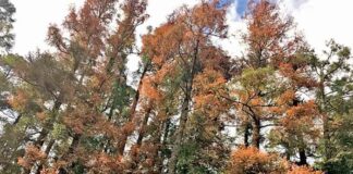 Biosfera Mariposa Monarca pierde más de 7,000 árboles