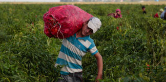 El trabajo infantil aumenta por primera vez en 20 años y la pandemia puede empeorar la situación
