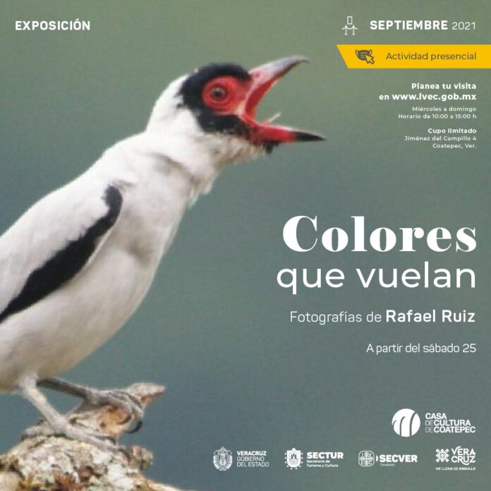 COLORES QUE VUELAN