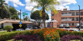 Siembran 15 mil flores de cempasúchil en espacios públicos de Xalapa