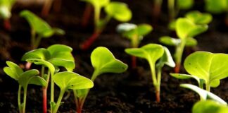 El cambio climático y sus impactos ambientales en el crecimiento de los cultivos