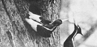 EE UU certifica la extinción de 23 especies protegidas entre ellas el famoso pájaro carpintero