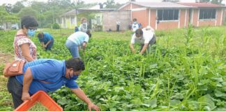 Ayuntamiento de Cosoleacaque lleva a cabo cosecha, fertilización y limpieza de cultivo de ejote