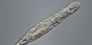 Científicos rusos despertaron a un animal que estuvo 24,000 años congelado