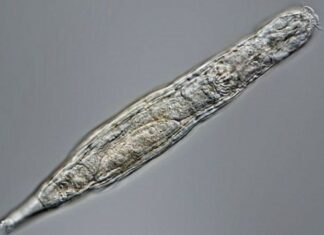 Científicos rusos despertaron a un animal que estuvo 24,000 años congelado