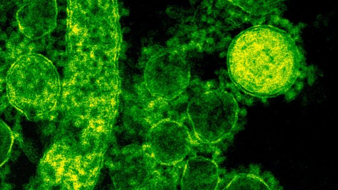 covid-omicron-coronavirus.jpg-