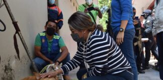 Rescata CBA a 7 cachorros en Córdoba