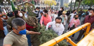 Inicia reciclaje de pinos navideños en Córdoba