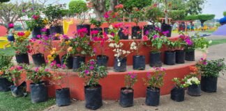 Autoridades de Minatitlán invitan a la campaña «Dona y Adopta una Planta Ornamental»