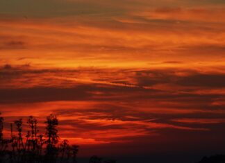 Promueve Museo Teodoro Cano a los poetas veracruzanos