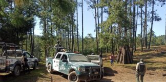 Mantiene SSP operativos contra tala clandestina en el Cofre de Perote