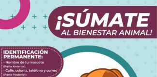 Reitera Ayuntamiento de Xalapa obligatoriedad en el uso de placa de identificación para mascotas